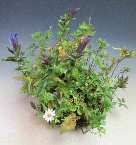 H̎R쑐@썮eijAhE̐Εt~́yiz