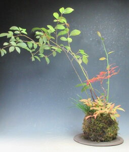 YCiƓV̑ۋʖ~́yizykCEEsz