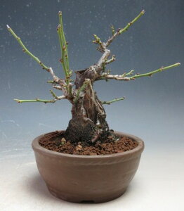 ~~́@ԉtId~(_tjyiz2026tJԗ\