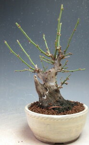 ~́@~@ԉtId~̖~́i_tjyiz2026tJԗ\