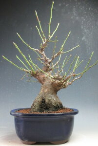 ~~́@ԉtId~(jyiz2026tJԗ\