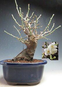 �~�~�́@�ԉ�t���I��d��~�@�i�����j�y���i�z2026���t�J�ԗ\��