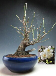 �~�~�́@�ԉ�t���I��d��~�i�����j�i���ԁj�y���i�z�y����E���������s�z2026���t�J�ԗ\��