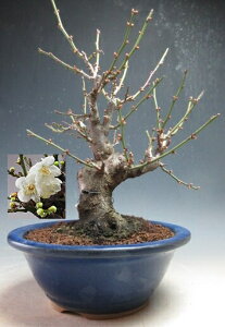 �~�~�́@�ԉ�t���I��d��~ (�����j�y���i�z2026���t�J�ԗ\��