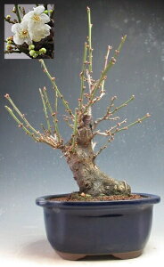 �~�́@�~�@�ԉ�t���I��d��~�y���i�z2026���t�J�ԗ\��