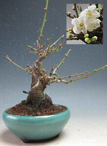 �~�~�́@�ԉ�t���I�@��d��~(�_�t�j�y���i�z2026���t�J�ԗ\��