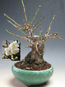 �~�~�́@�ԉ�t���I��d��~�i�_�t���j�����y���i�z2026���t�J�ԗ\��