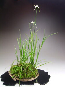 Ă̎R쑐@VTMJc̐A݁@2025ā`Jԗ\