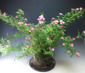 盆栽　バラ　花芽付き！雅バラの苔玉盆栽【現品】2024初夏開花