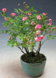 姫バラ(小花八重ピンク）の鉢植え　品種不明【現品】　2024春開花中