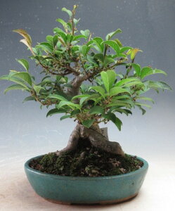 【アウトレット】盆栽 ウメモドキ メス【現品】今年の実は付いておりません