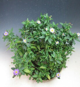 秋の山野草 野紺菊(夕映)の鉢植え(円形ドーナツ型鉢)【現品】2025秋開花中【北海道・沖縄・離島発送不可】