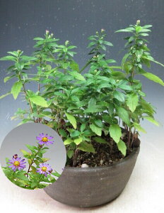 H̎R쑐@썮ei[fj̔Ai~`h[ic^jyiz2025HJԗ\ykCEEsz