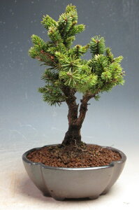 盆栽 エゾマツ/蝦夷松(白芽八房)【現品】