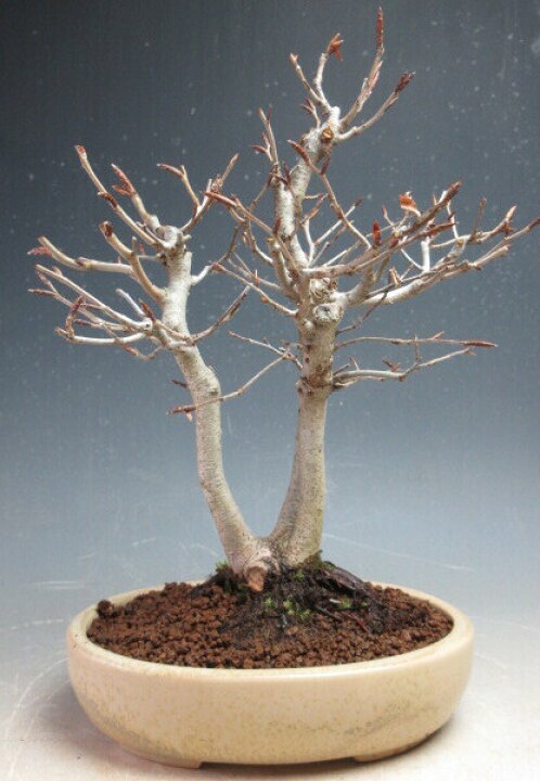 楽天市場】盆栽 富士ブナの鉢植え（三幹）【現品】 : 山野草と盆栽の 