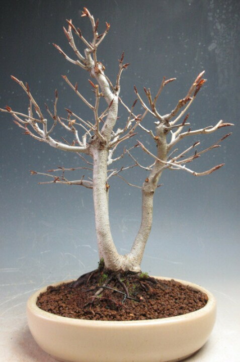 楽天市場】盆栽 富士ブナの鉢植え（三幹）【現品】 : 山野草と盆栽の 