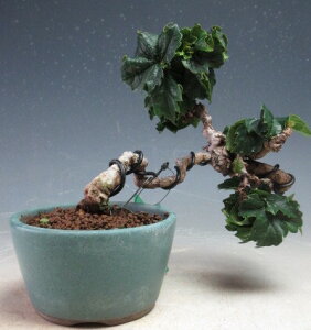 ~́@_/EWd^̃~j~́yiz