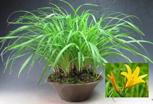 R쑐@qjbRELXQ̔AyizyEkCEsz