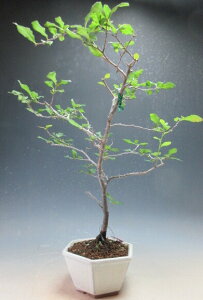 ~́@Vi[j`iIX؁EY؁j̖~́yiz