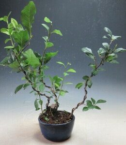 ~́@Vi[j`iY؁@IX؁j̔A~́yiz