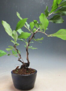 Vi[j`iIX؁@Y؁j̖~́yiz