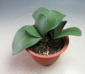 白花マユハケオモト/ハエマンサスの鉢植え(543961)【現品】【北海道・沖縄・離島発送不可】