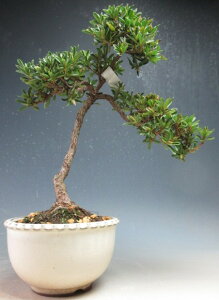 ~́@ԉtIHiTcLji̋Pjyiz2026tJԗ\