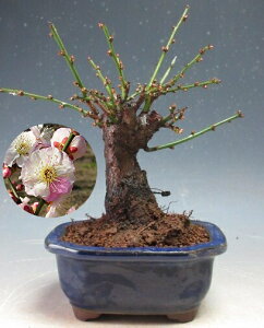 ~́@~@ԉtIv̂܂(d炫E炫)yiz2026tJԗ\