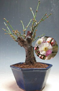 ~@~́@ԉtIv̂܂܁id炫Ag炫jyiz2026tJԒ