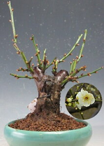 ~ ~́@@ԉtǏjid炫Aԁj̖~́yiz@2026tJԗ\