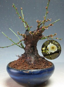 ~ ~́@@ԉtǏjid炫Aԁj̖~́yiz@2025tJԗ\