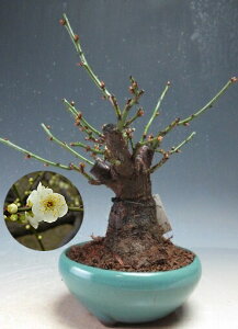 ~ ~́@@ԉtǏjid炫Aԁj̖~́yiz@2026tJԗ\