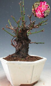 ~~́@ԉtIg璹(ZgԁEd炫jyiz2026tJԗ\