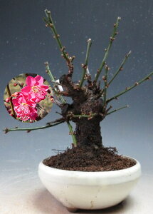 ~~́@ԉtIg璹(ZgԁEd炫jyiz2026tJԗ\