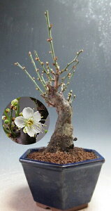 �~�́@�ԉ�t���I�~�@���~�i���ԁE��d�炫�j�y���i�z2026���t�J�ԗ\��