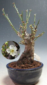 ~́@ԉtI~@~iԁEd炫jyiz2026tJԗ\