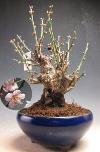 ���炫�~�~�́@�ԉ�t���I�g�~���i��d��E�s���N�j�����y���i�z2026���t�J�ԗ\�� �y����E���������s�z