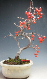 �~�́@���t���I�[�R�J�C�h�E�i�~���}�J�C�h�E�j�̔��A���~�́y���i�z