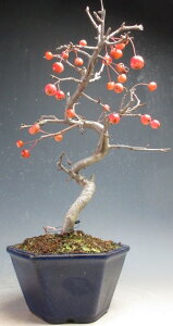 �~�́@���t���I�[�R�J�C�h�E/�~���}�J�C�h�E�̔��A���~�́y���i�z