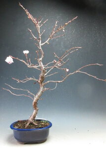 �~�́@���@�ԉ�t���I�\�����i�͗l�؁j�y���i�z2025�~�J�Ԓ�