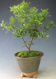 楽天市場 ヒイラギ 鉢植えの通販