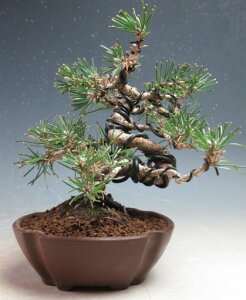 盆栽 黒松 【現品】