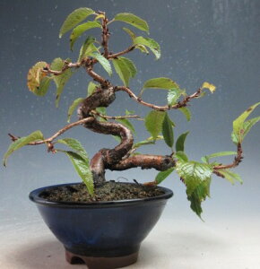 ~́@ԉtI\̖~́yiz2025~Jԗ\