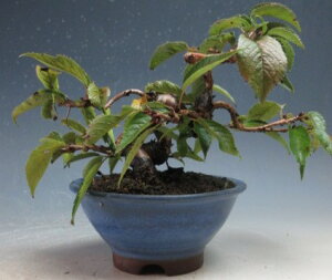 ~́@@ԉtI\̖~́yiz2025~Jԗ\