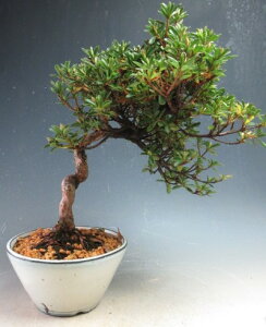 ~́@ԉtIHiTcLji̋Pjyiz2026tJԗ\