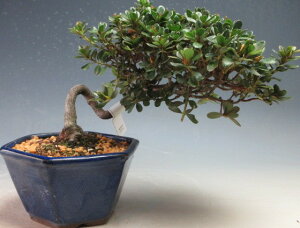 ~́@ԉtI~}LV}ccWi)̔A~́@yiz2026tJԗ\