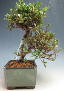 ~́@ԉtIHiTcLji̊ہjyiz2026tJԒ