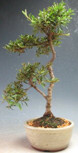 ԉtIHij~́i̎ijyiz2026tJԗ\