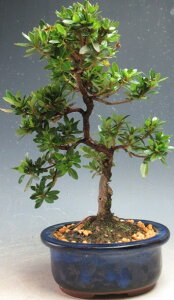 ~́@ԉtIHiTcLj~́iR) yiz2026tJԗ\