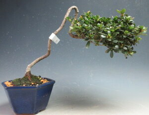 ԉtI~}LV}ccWi)̔A~́@yiz2026tJԗ\